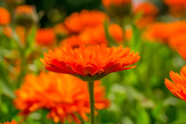 Kwitnąca Calendula Okresie Letnim Kolorowa Szeroka Flora Pozioma — Zdjęcie stockowe