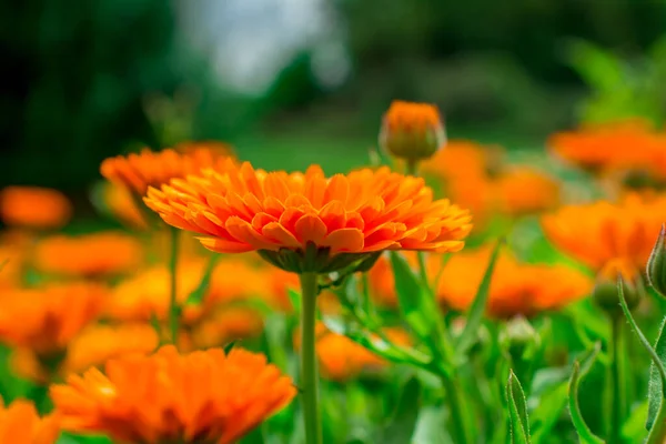 夏に開花するカレンダー カラフルな横型植物 — ストック写真