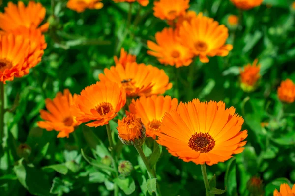 Blühende Ringelblumen Sommer Bunte Horizontale Flora — Stockfoto