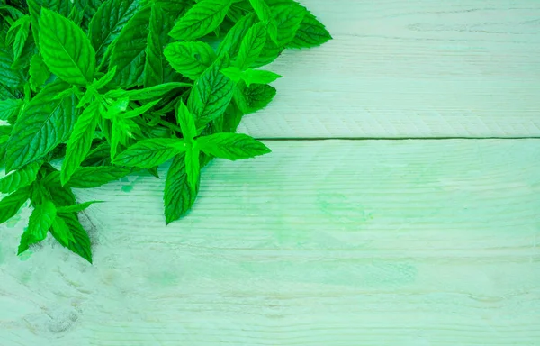 Bunch of fresh mint on the green background