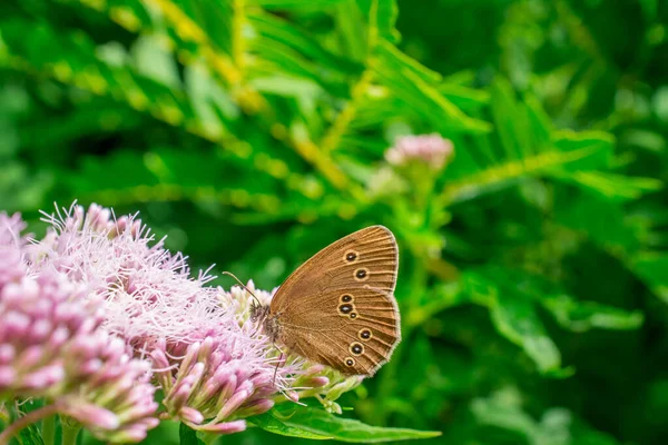 Beau Papillon Sur Fleur Dans Journée Ensoleillée — Photo