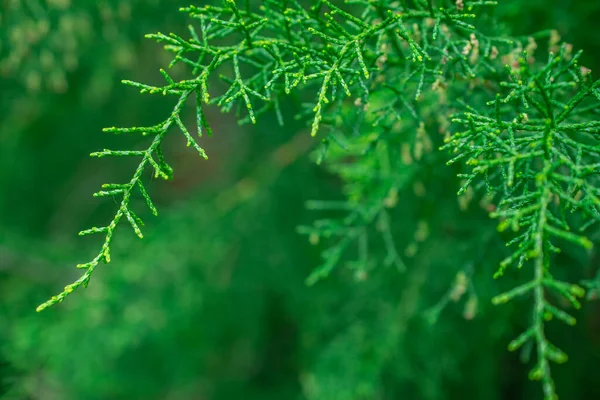 Ramo Árvore Verde Fundo Natural — Fotografia de Stock