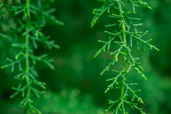 Zelená Větev Stromu Přirozeném Pozadí — Stock fotografie