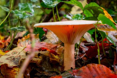 Ormanda sarı sonbahar arkaplanlı mantar ellemesi