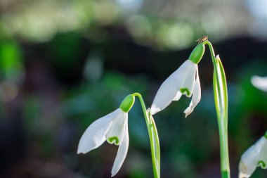 Yerel ormanda beyaz ilkbahar karyağışı