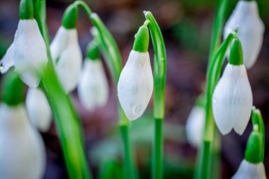 Yerel ormanda beyaz ilkbahar karyağışı