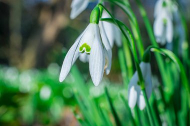 Güneşli bahar gününde kar damlası çiçekleri