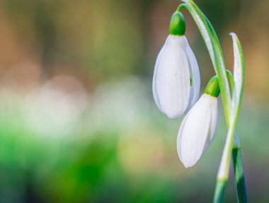 Güneşli bahar gününde kar damlası çiçekleri