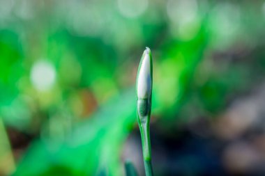 Güneşli bahar gününde kar damlası çiçekleri