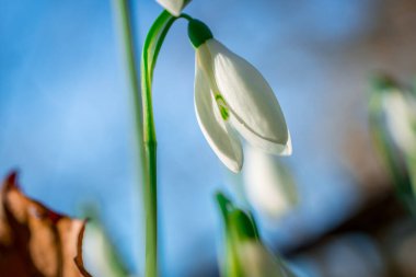 Güneşli bahar gününde kar damlası çiçekleri