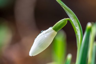 Güneşli bahar gününde kar damlası çiçekleri