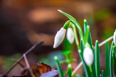 Güneşli bahar gününde kar damlası çiçekleri