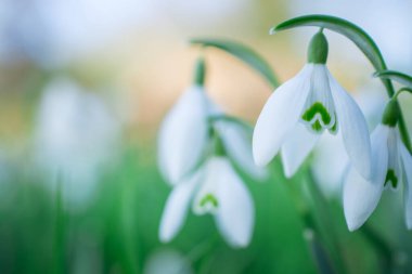 Güneşli bahar gününde kar damlası çiçekleri