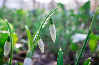 Güneşli bahar gününde kar damlası çiçekleri