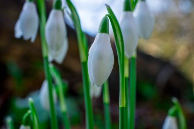 Güneşli bahar gününde kar damlası çiçekleri