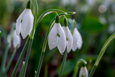 Güneşli bahar gününde kar damlası çiçekleri