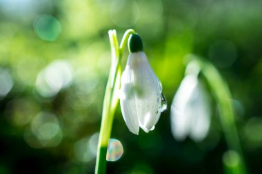 Doğal arka planda bahar çiçekleri 