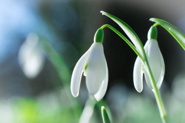 Doğal arka planda bahar çiçekleri 