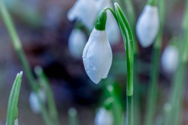 Güneşli bahar gününde kar damlası çiçekleri