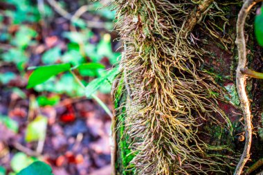 Ormanda doğal arka plan çalılıkları var. 