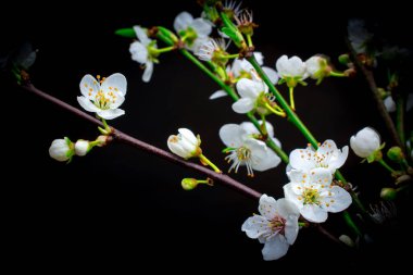 Siyah arka planda bahar çiçekleri 