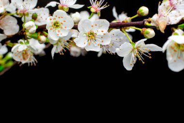  Siyah arkaplanda beyaz çiçekler