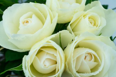 Güzel beyaz krem arkaplan