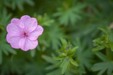 Doğal arka planda bahar çiçekleri