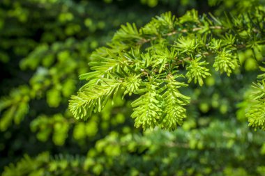  Doğal arka planda güzel bir köknar dalı. Noel ağacı 