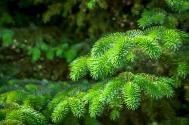 Noel ağacının yeşil dalı ormandaki köknar ağacı