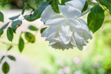 Güneşli bir günde beyaz gül