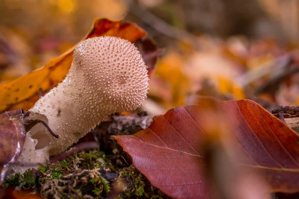 Paddenstoel Het Bos Met Gele Herfstachtergrond — Stockfoto