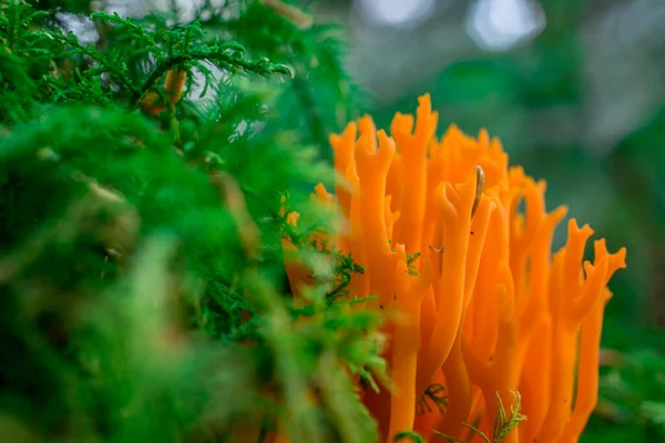 Paddenstoel Het Bos Met Gele Herfstachtergrond — Stockfoto