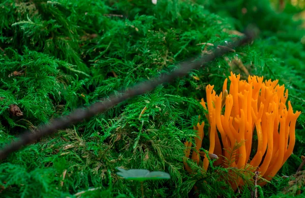 Paddenstoel Het Bos Met Gele Herfstachtergrond — Stockfoto