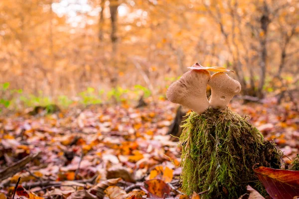 Grzyby Lesie Żółtym Jesiennym Tłem — Zdjęcie stockowe