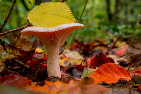 Grzyb Grop Lesie Żółtym Jesiennym Tłem — Zdjęcie stockowe