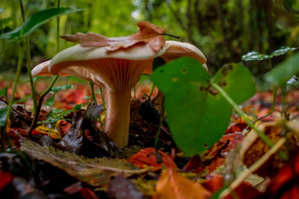 Paddestoel Groep Het Bos Met Gele Herfst Achtergrond — Stockfoto