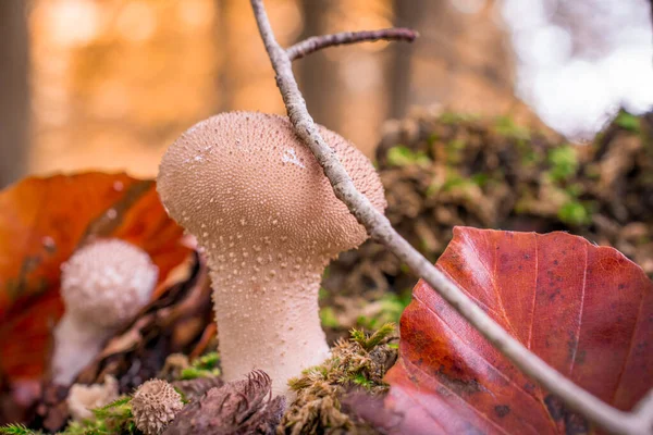 Paddenstoel Het Bos Met Gele Herfstachtergrond — Stockfoto