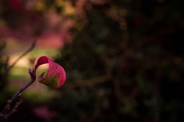 Kleurverandering Roze Verlof Herfst — Stockfoto