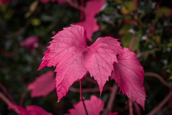 Kleurverandering Roze Verlof Herfst — Stockfoto