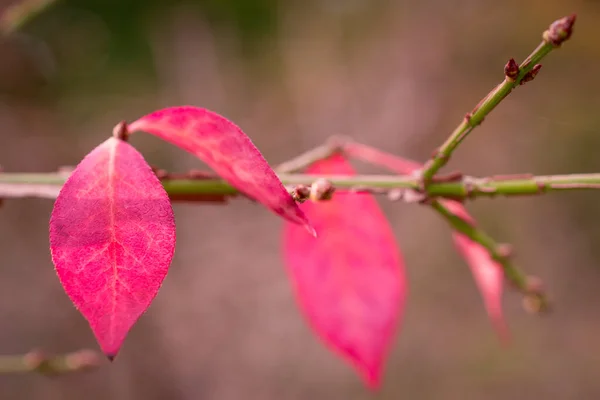 Kleurverandering Roze Verlof Herfst — Stockfoto