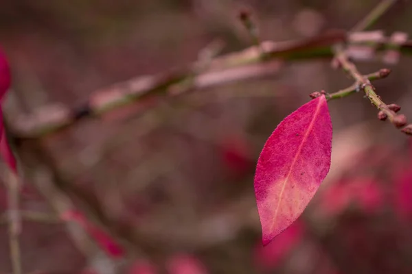 Изменение Цвета Розовый Отпуск Осенью — стоковое фото