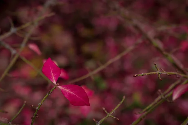 Kleurverandering Roze Verlof Herfst — Stockfoto