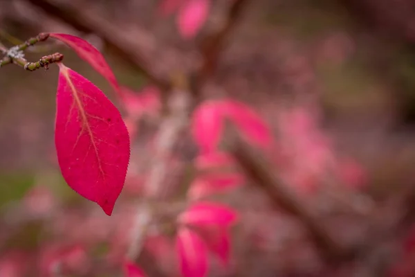 Sonbaharda Renk Değişimi Pembe Izin — Stok fotoğraf