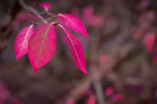 Color Cambio Licencia Rosa Otoño — Foto de Stock