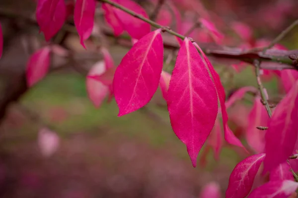 Color Cambio Licencia Rosa Otoño — Foto de Stock