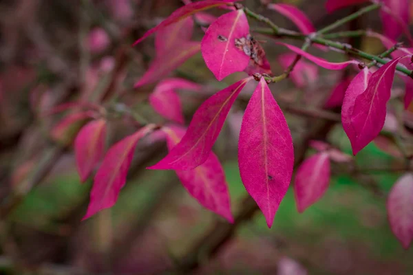 Couleur Changeante Rose Congé Automne — Photo