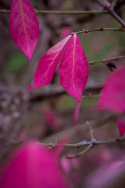Sonbaharda Renk Değişimi Pembe Izin — Stok fotoğraf