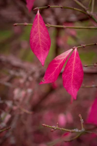 Färgskiftande Rosa Ledighet Hösten — Stockfoto