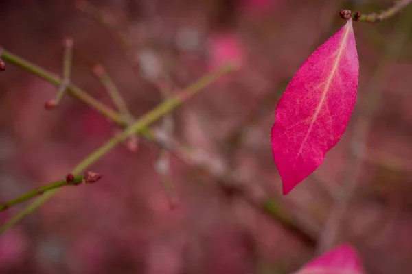 Cor Mudando Licença Rosa Outono — Fotografia de Stock